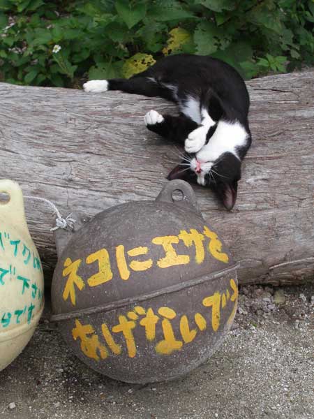 
竹富島の浜辺で出会ったネコ。カメラを向けると、おねだりポーズのサービスが。でも・・・エサをあげることはできないんです。残念！ / 梶原由子（株）大本組［中国TUG］